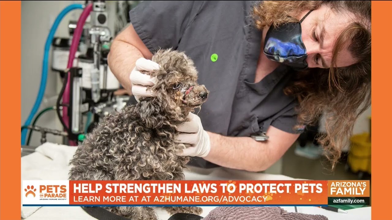 New Arizona Law to Help Pets Saved From Cruelty