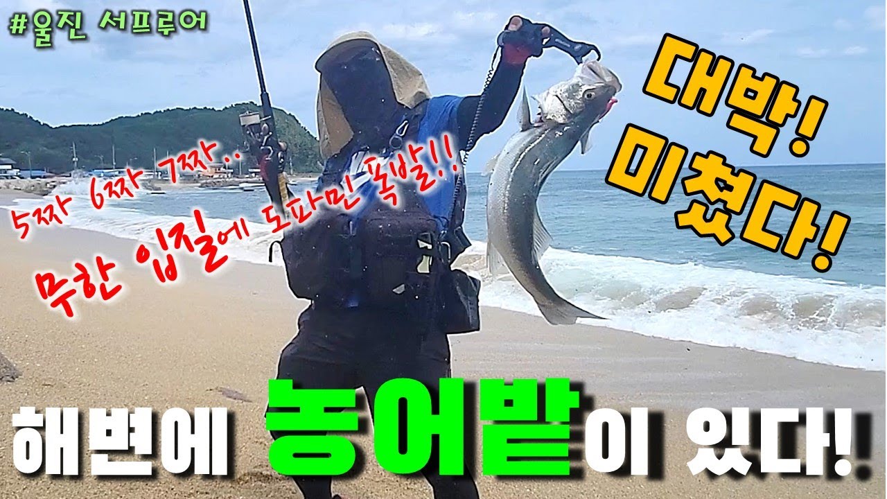 첫 경험...이에요..대박입니다!! 던지면 문다!!! 여기 농어 양식장인가?! #서프루어 #fishing #낚시포인트#울진낚시 #삼치낚시 #느나 #해변 #바다  #롤링지그 #구산항