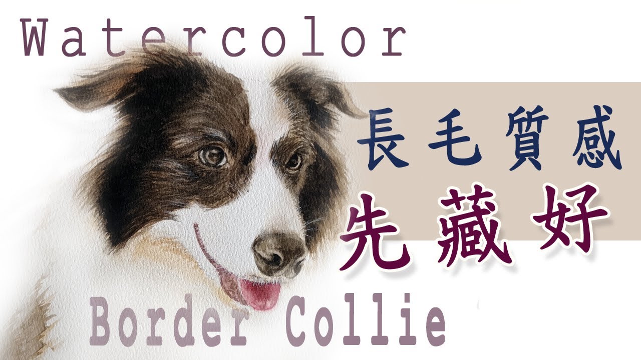 Paint a border collie with watercolor / long hairs texture on face 邊境牧羊犬臉部深色長毛 水彩怎畫?