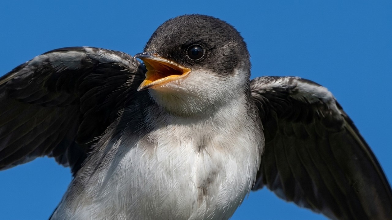 Tree swallow: Baby birds call loud sounds