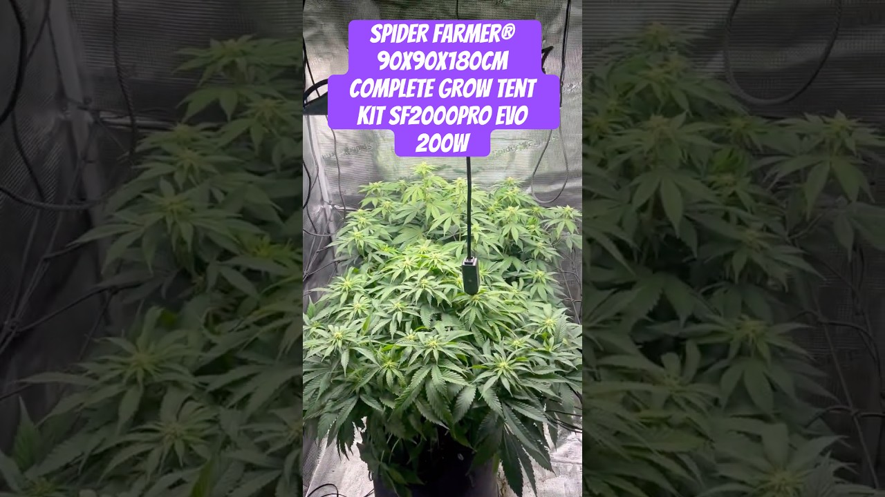 Spider Farmer&reg; 90X90X180cm Complete Grow Tent Kit SF2000PRO EVO 200W  #crazybud #420 #growled