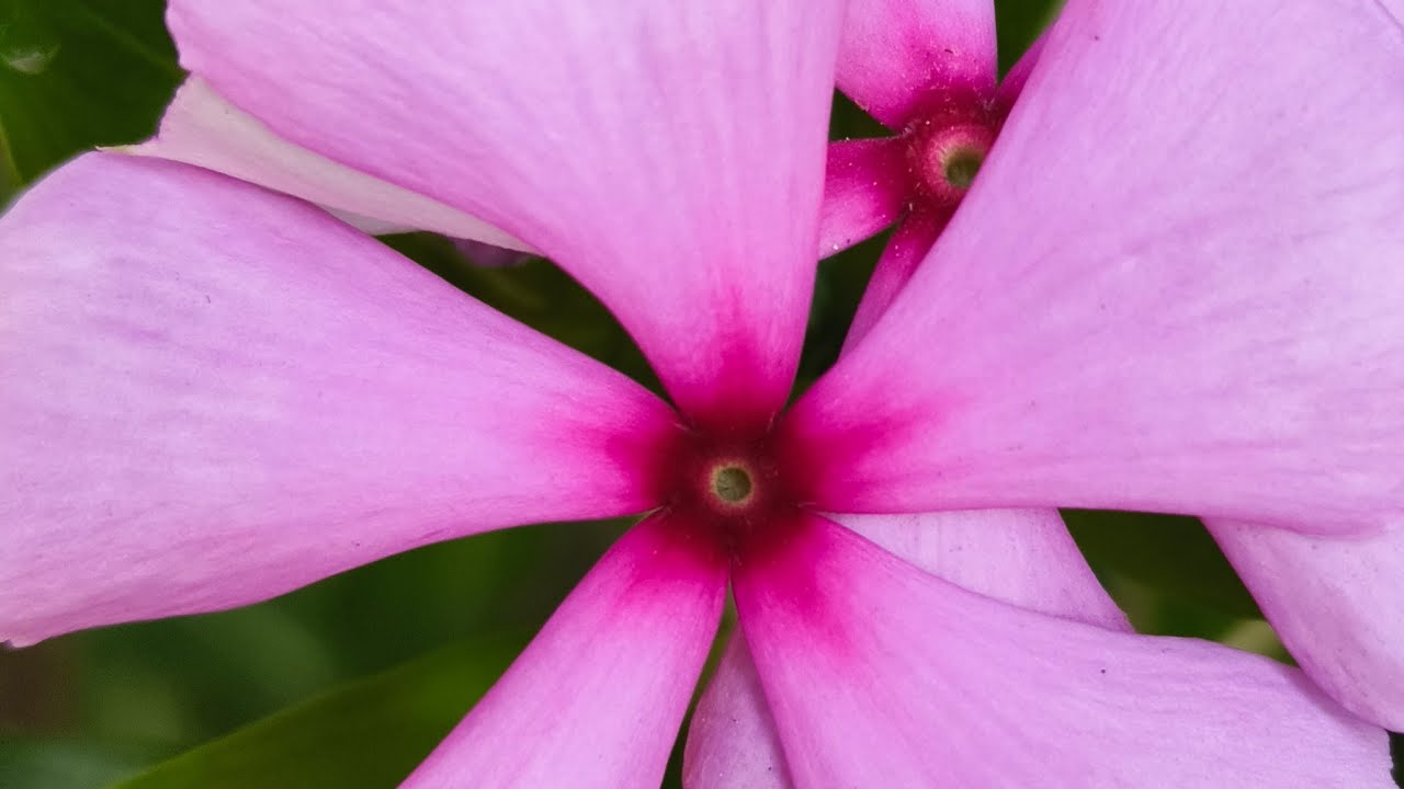 আসসালামু আলাইকুম শুভ দুপুর