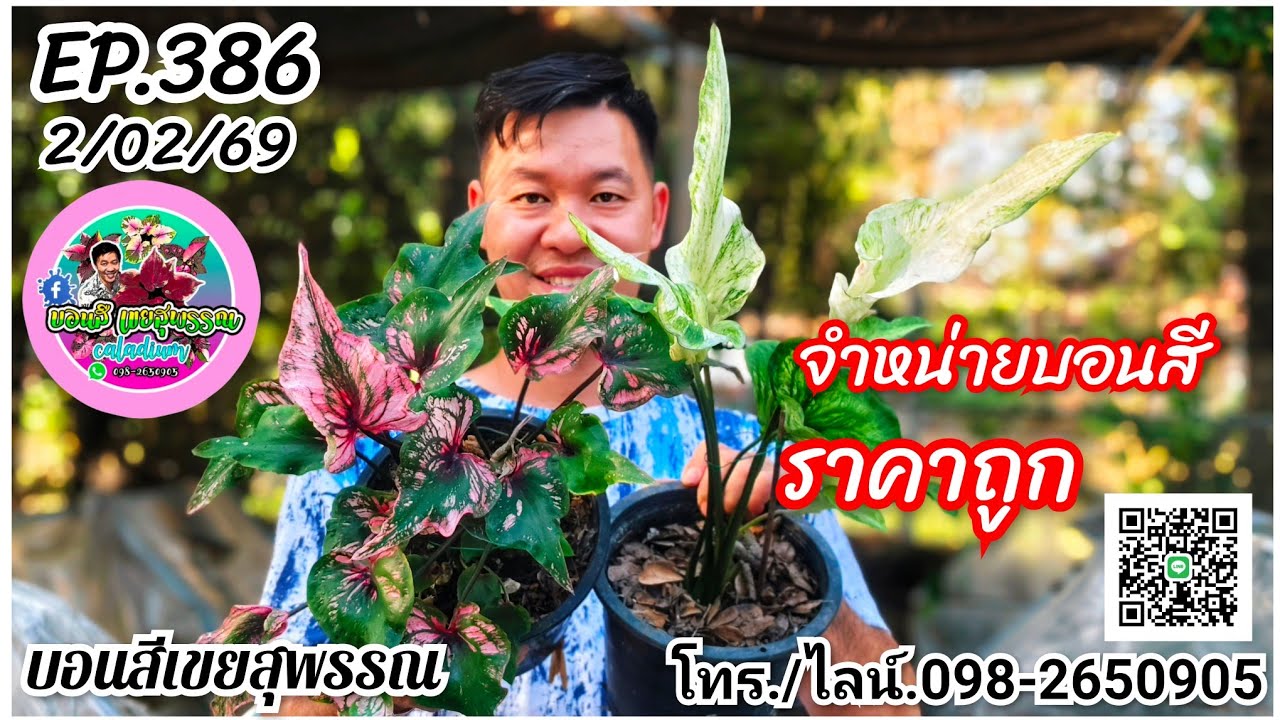 🪅คลิปใหม่🪅บอนสีเขยสุพรรณ🪅จำหน่ายบอนสีราคาถูก🪅