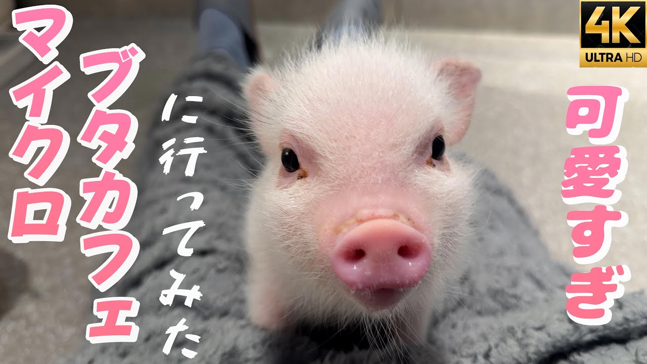 【想像以上】マイクロブタが人懐っこすぎた…浅草・雷門近くの癒し動物カフェ【マイクロブタカフェ】pignic cafe 想像以上に癒された…個室でマイクロブタと触れ合える話題のカフェ
