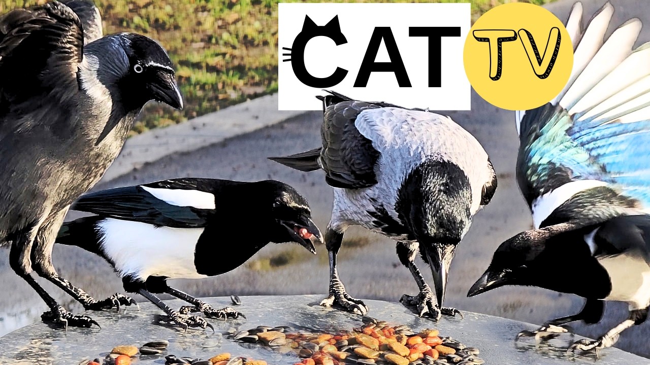 Cat TV – Urban Birds Feeding | Bird Video for Cats with Natural Sounds