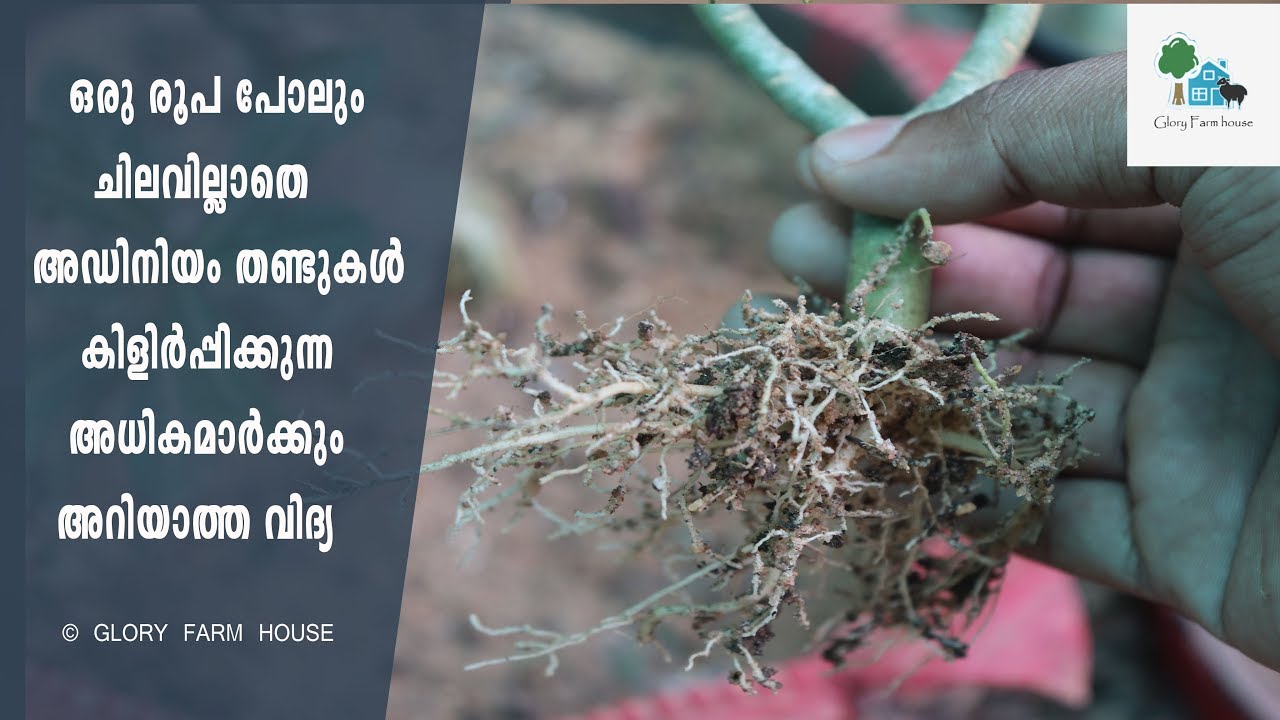 Adenium Stem Propagation Without Any Rooting Hormone | അഡിനിയം തണ്ടുകള്‍ കിളിര്‍പ്പിക്കുന്ന വിദ്യ
