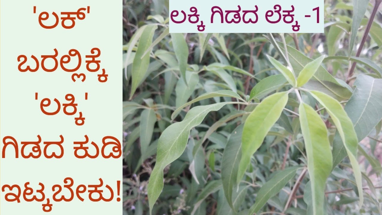 'ಲಕ್' ಇರಬೇಕೆಂದರೆ 'ಲಕ್ಕಿ' ಗಿಡದ ಕುಡಿ ಇರಬೇಕು!/Vitex tree/lucky plant 'ಲಕ್ಕಿ'/Medicine plant #nativenest