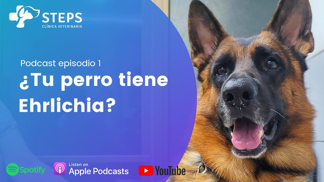 ¿Tu perro tiene ehrlichia?