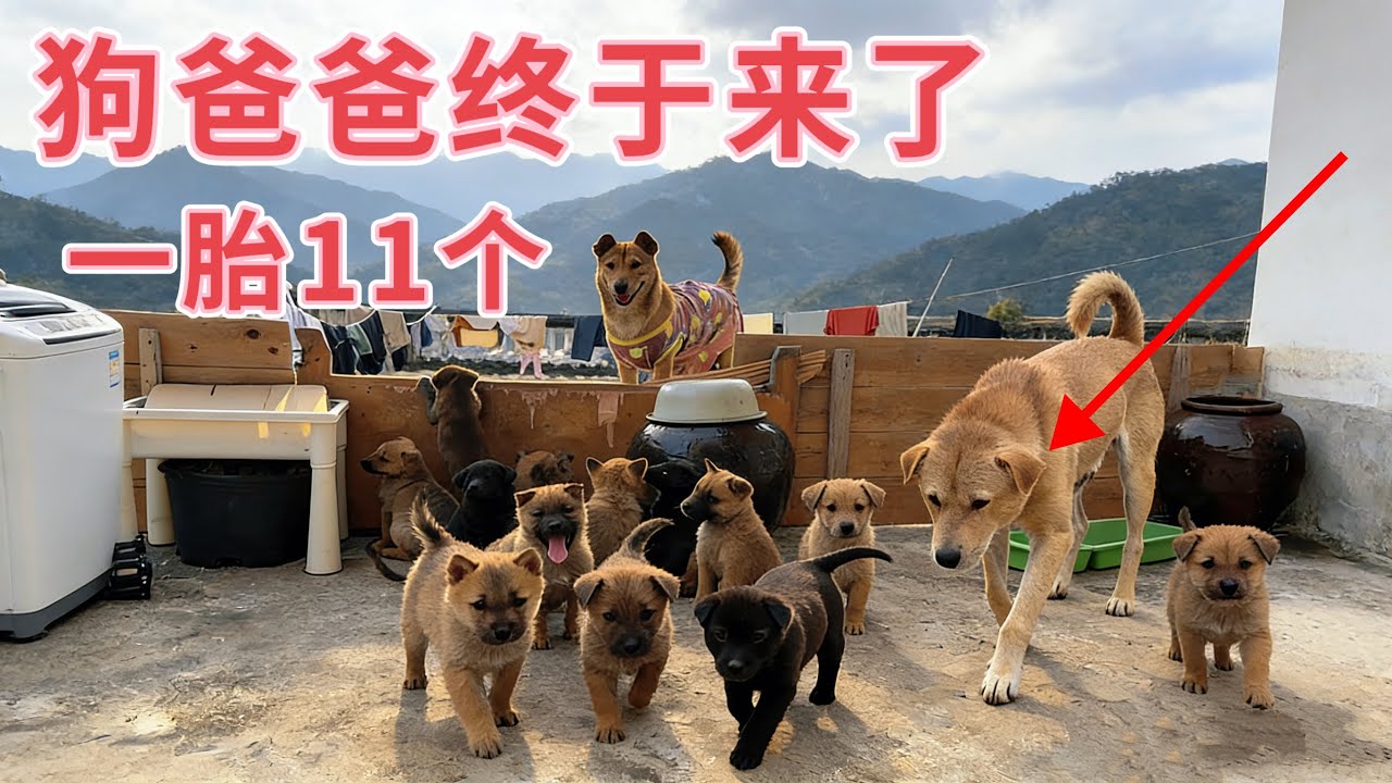 田园犬一胎生11个，时隔十天再次跟狗爸爸相见，小狗狗们激动不已，一家13口终于团聚了
