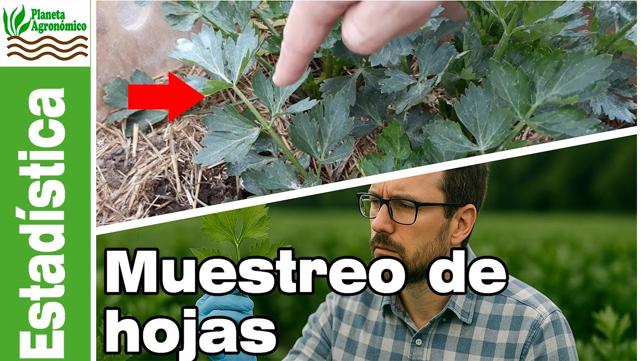 Protocolo de muestreo de hojas de apio 🌿📋 para ensayos y monitoreos agrícolas 👨‍🌾