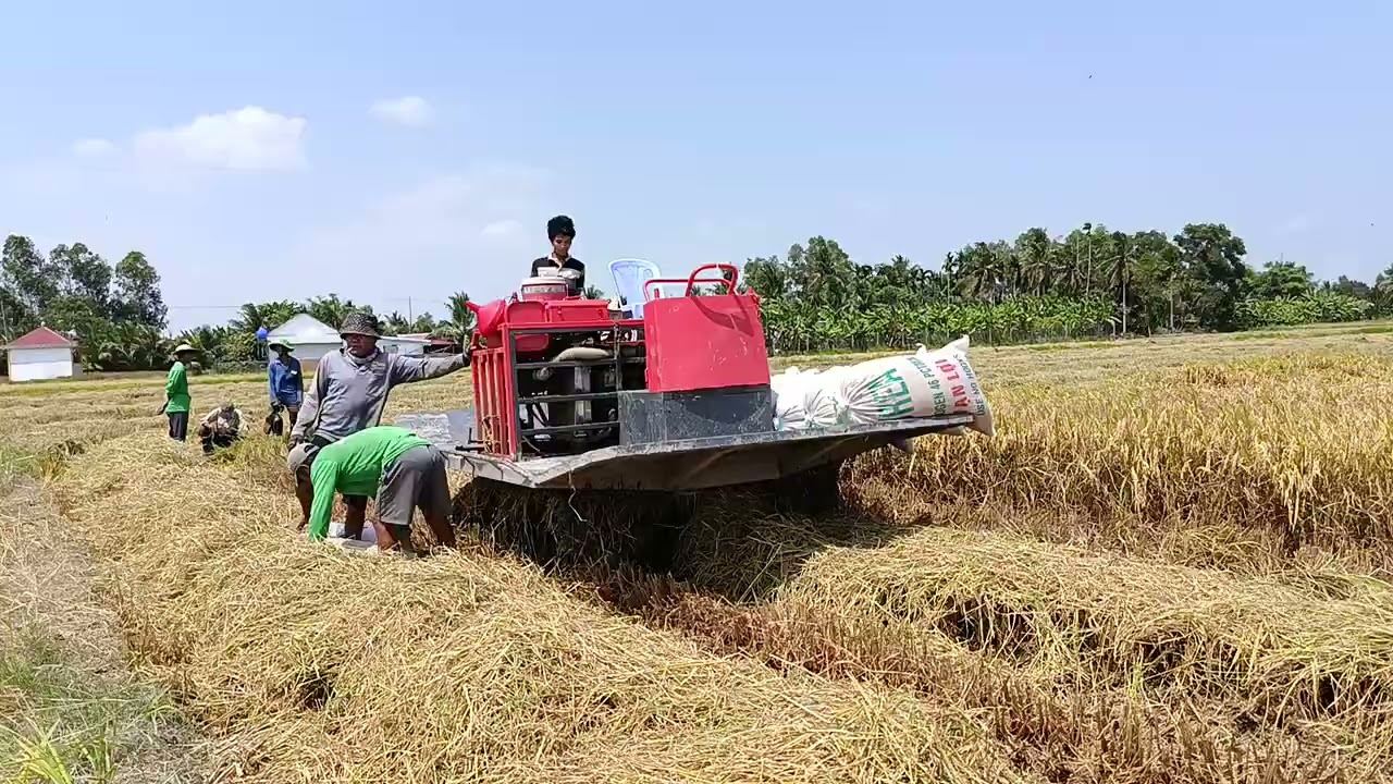 Chào cô chú Anh chị hôm nay là ngày đầu tiên cắt Lúa vùng quê nè cả nhà.