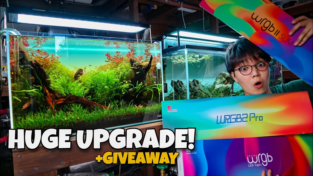 The BEST PLANTED AQUARIUM UPGRADE!! Chihiros WRGB2 Series