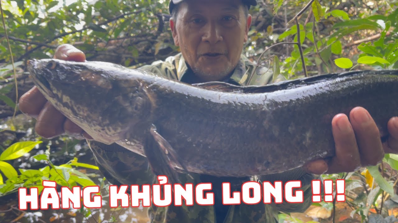 Thăm L Cá  Lóc, Suýt Bỏ M.ạng Vì Gặp Phải Ong Vò Vẽ😱