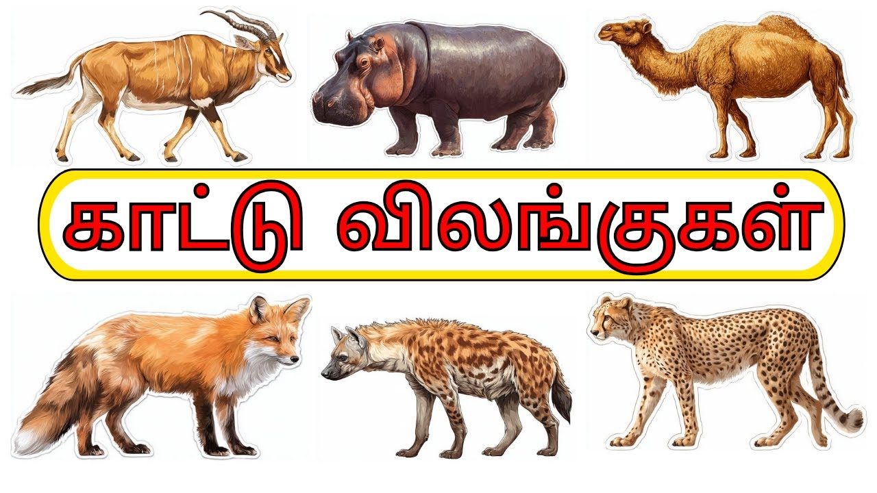 காட்டு விலங்குகள் | Tamil Wild Animal Names | Kids Learning 🦁