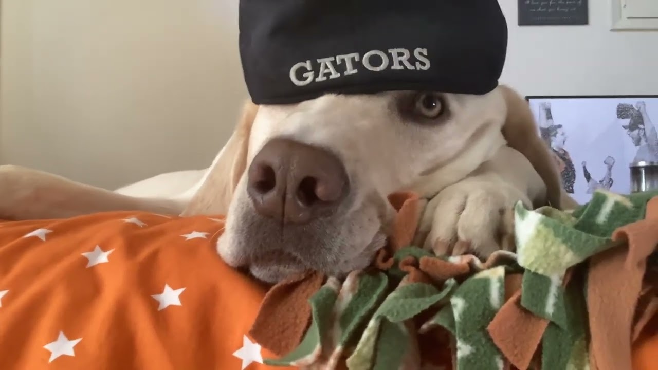 Dog With Hat