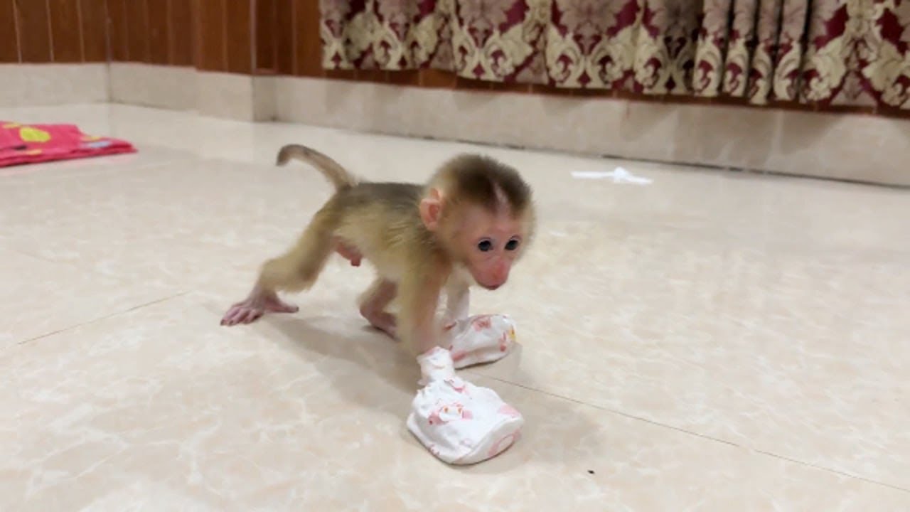 Little Baby Monkey Learning To Walk Around While No One Home