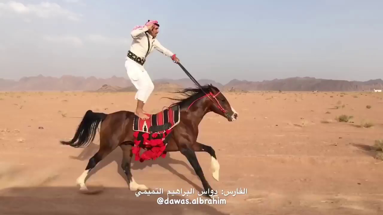 Arap Atı u&ccedil;ağa kafa tutuyor maşallah