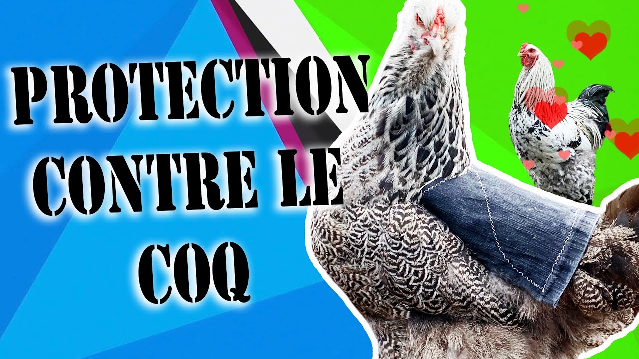 selle de protection pour les poules : avec le patron gratuit