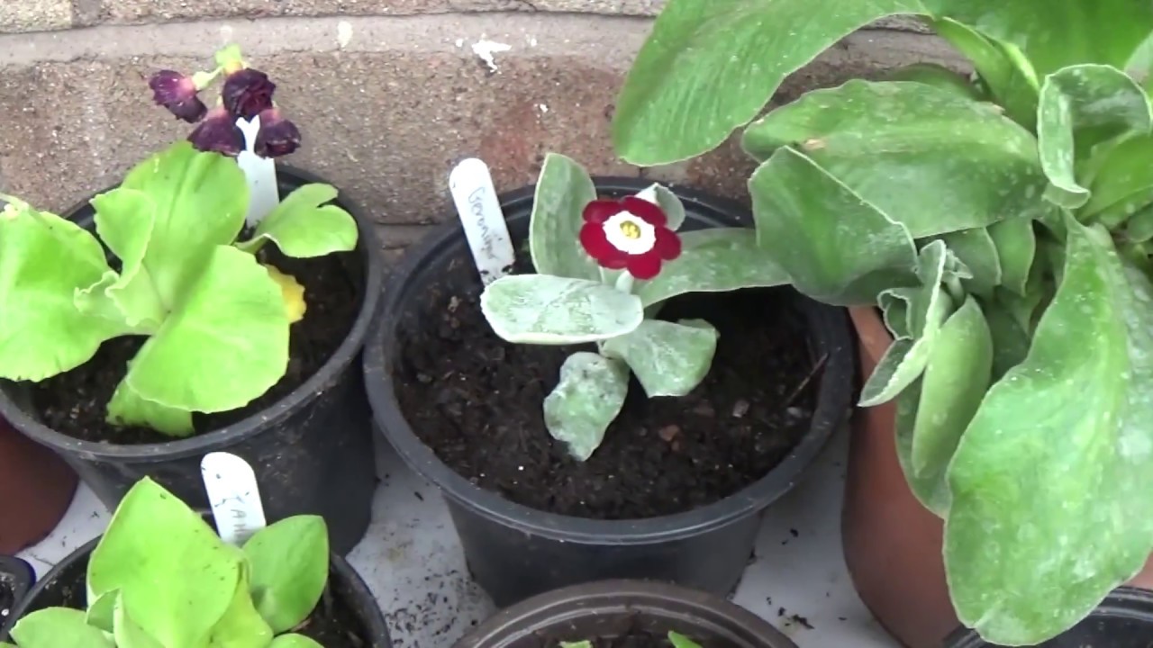 Auricula plants- Haul & repotting