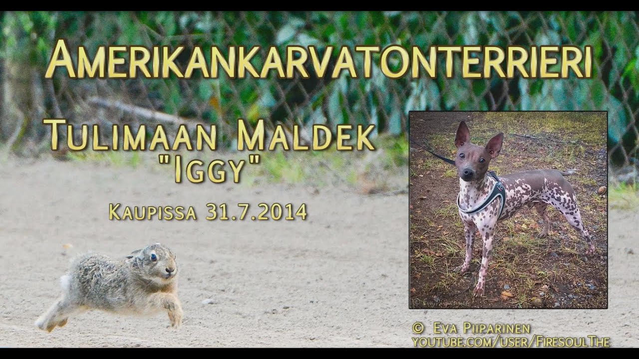 Amerikankarvatonterrieri Tulimaan Maldek 