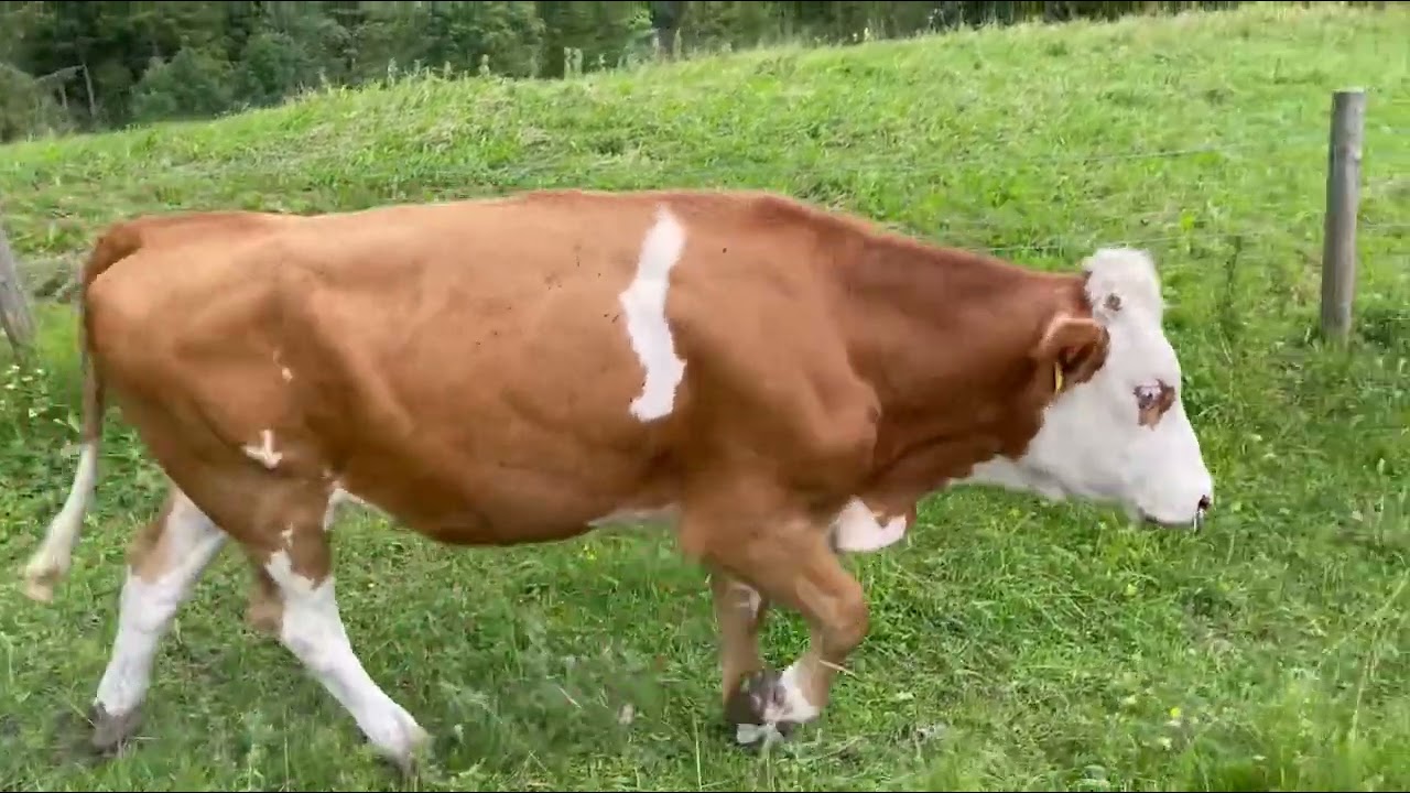 Kuh Bergweide - Alm Kühe laufen und Glocken klingeln