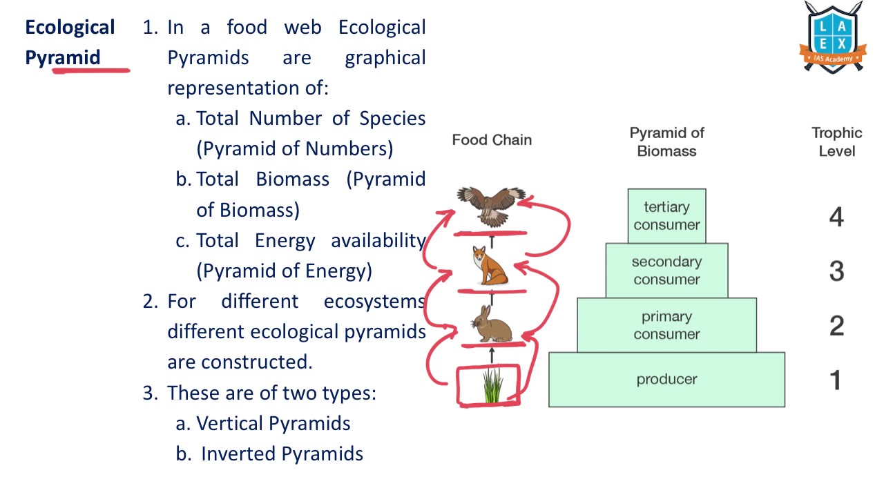 What is Ecological Pyramid ? || Ecological Pyramid  అంటే ఏమిటి? || La Excellence