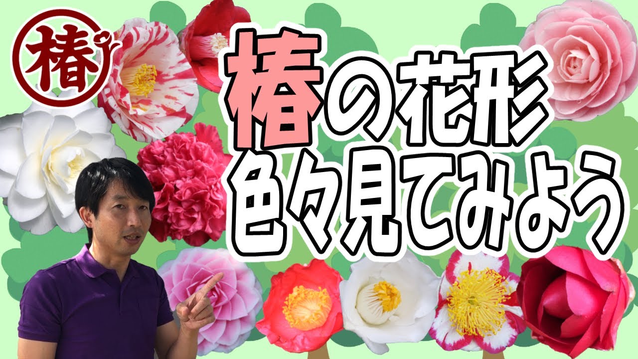椿の咲き方・花形いろいろ見てみよう！