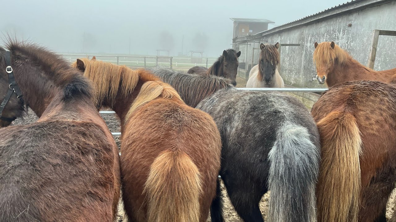 A day with TheHorseSeller - ICELANDIC HORSE DREAMS - S1/E7