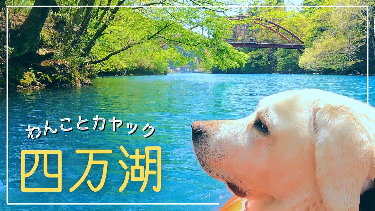 わんことカヤック 𖧗 四万湖／奥四万湖｜新緑の“四万ブルー”この青が見たかった｜インフレータブルカヤックで大型犬（ラブラドール）と色彩の湖上散歩Lake SHIMA｜Kayaking in Japan