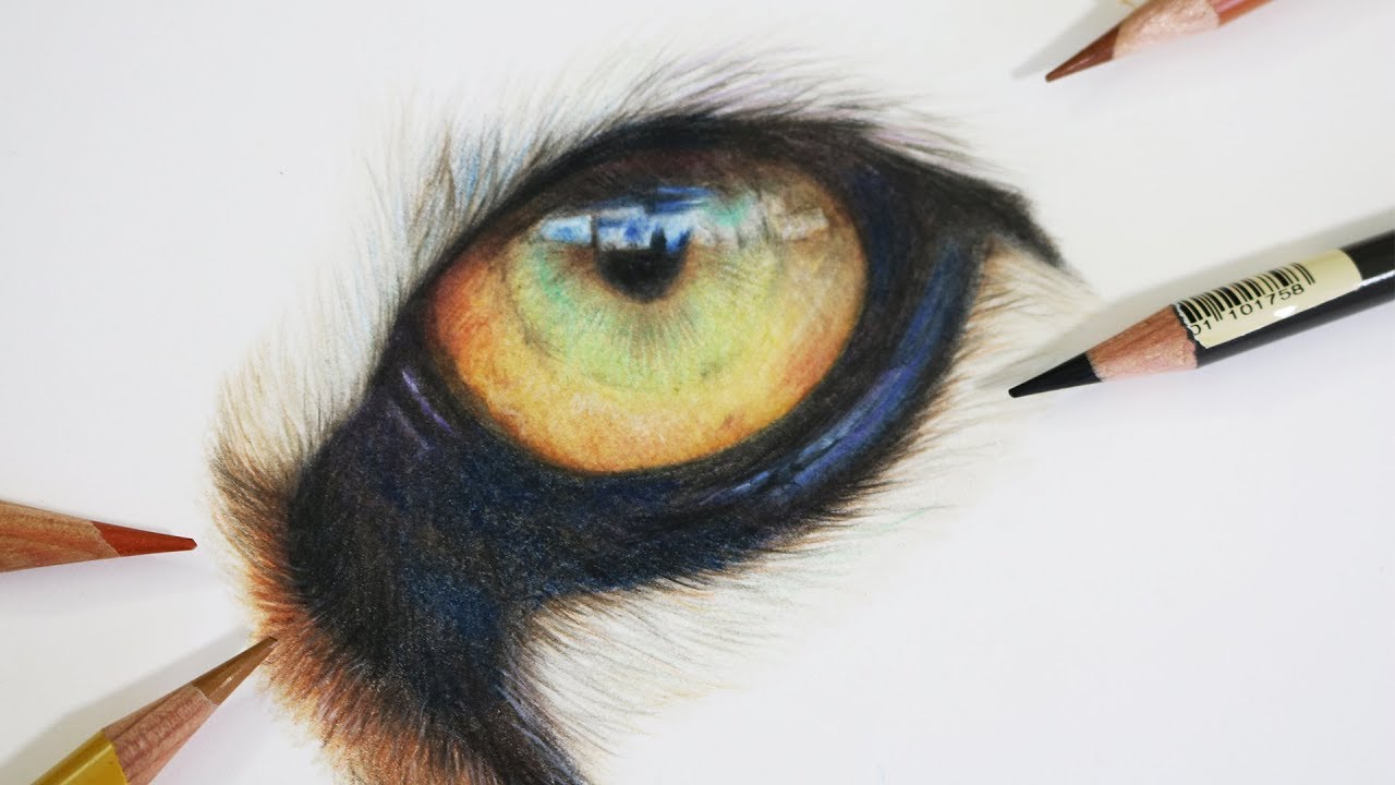 How to Draw a Realistic Tiger Eye | Coloured Pencil Drawing Tutorial