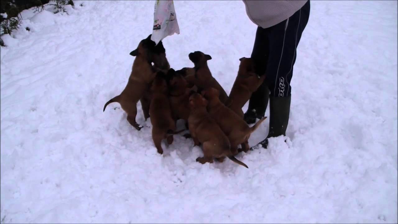 Chiots Ibiza et Racky 6 semaines
