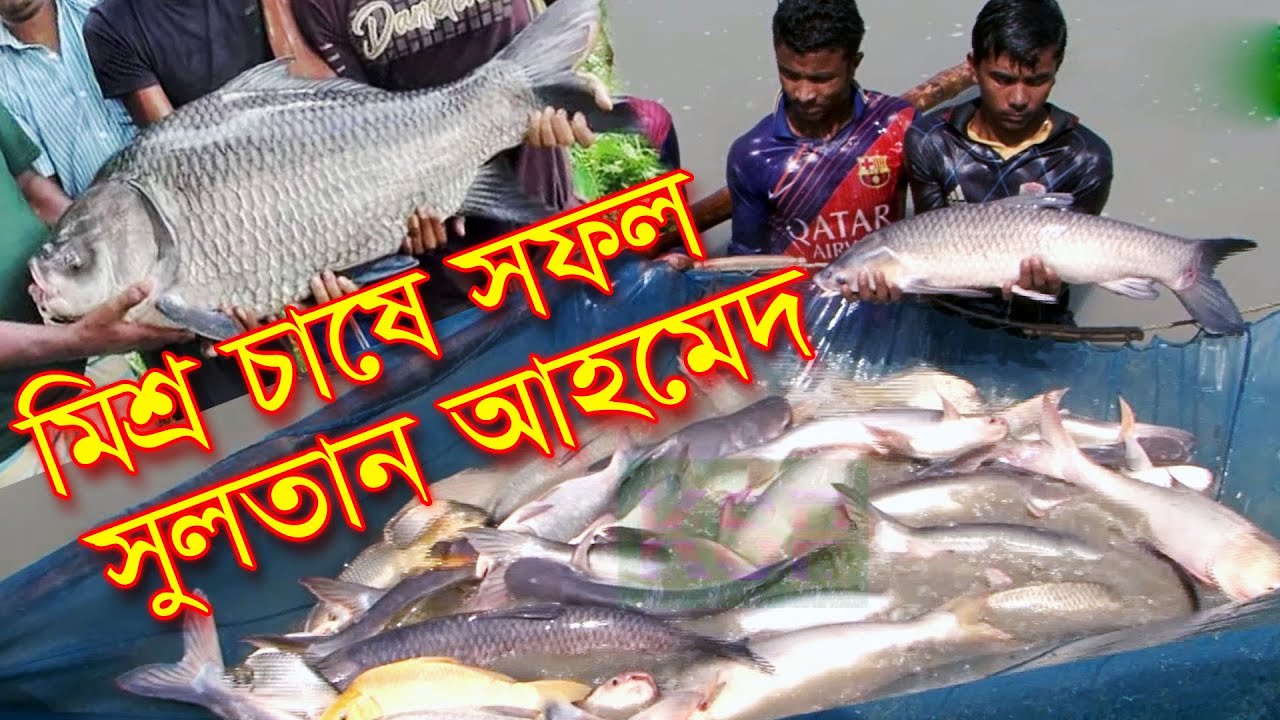 মিশ্র চাষে কম খরচে অধিক লাভ করতে চাইলে এই নিয়মে চাষ করতে হবে | বললেন চাষি শুভ্র #মাছ_চাষে_সফল_চাষি