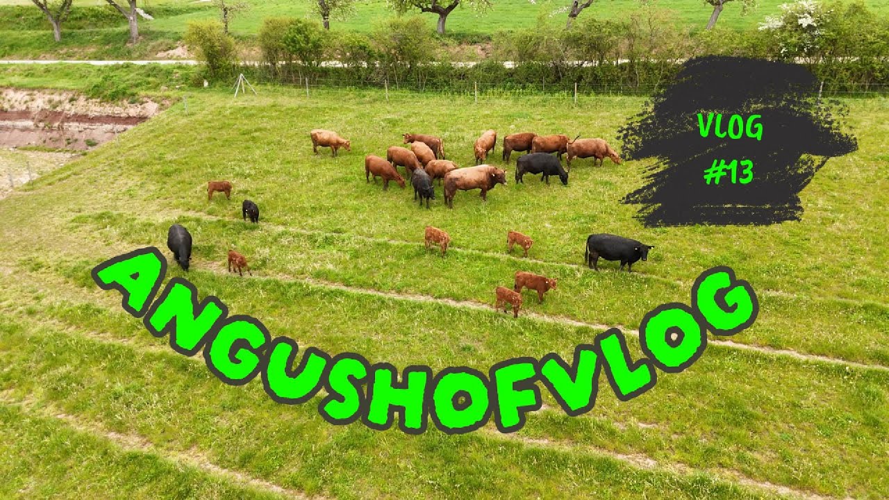 AngushofVlog #013: Neue Technik im Einsatz, andere Technik ausprobiert. Und die Rinder dürfen raus.