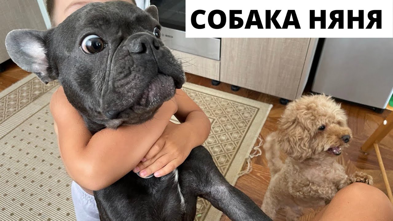 Французский Бульдог - собака Няня, Антистресс/#kobzevbullz