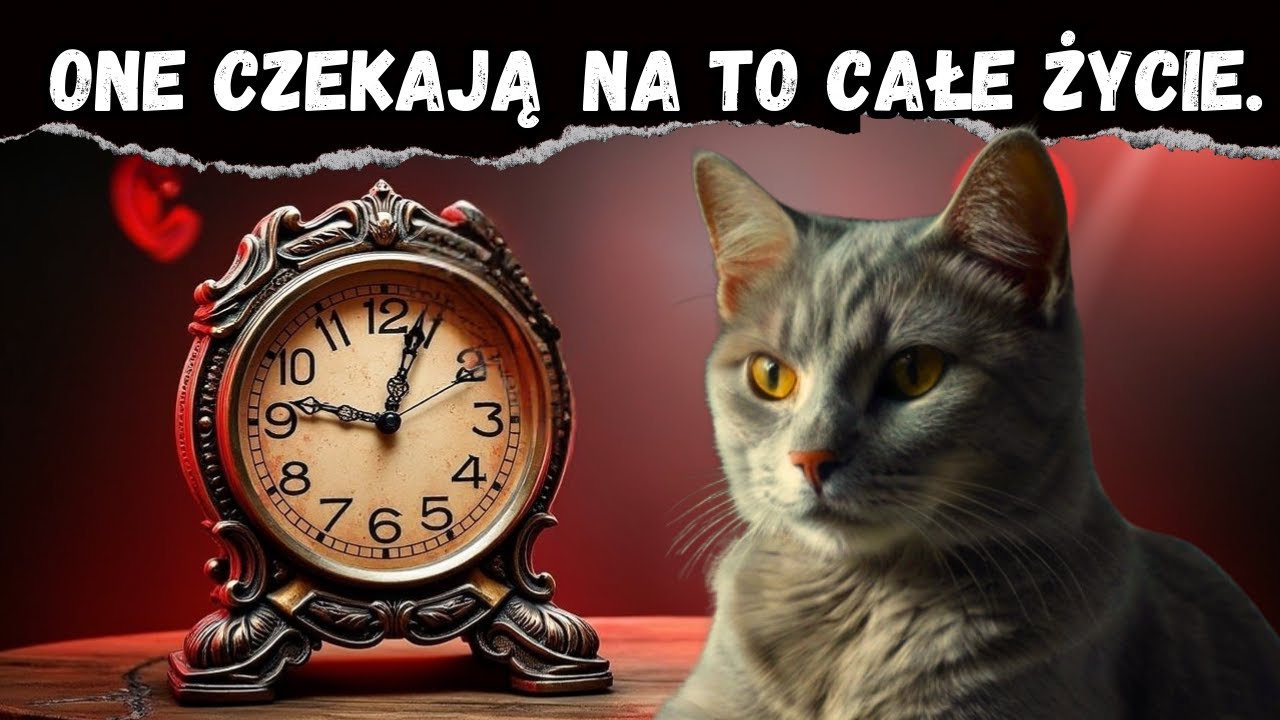 Twój kot czeka całe życie, aż to zrobisz!