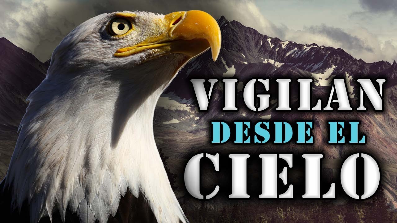 TODO sobre ÁGUILAS