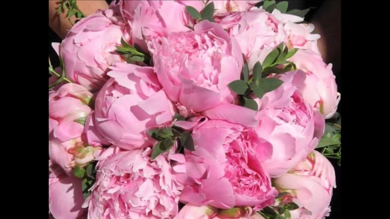 Le peonie, fiori meravigliosi