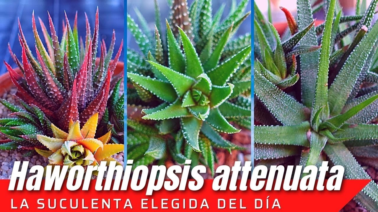 Haworthiopsis attenuata #LaSuculentaElegidadelDía