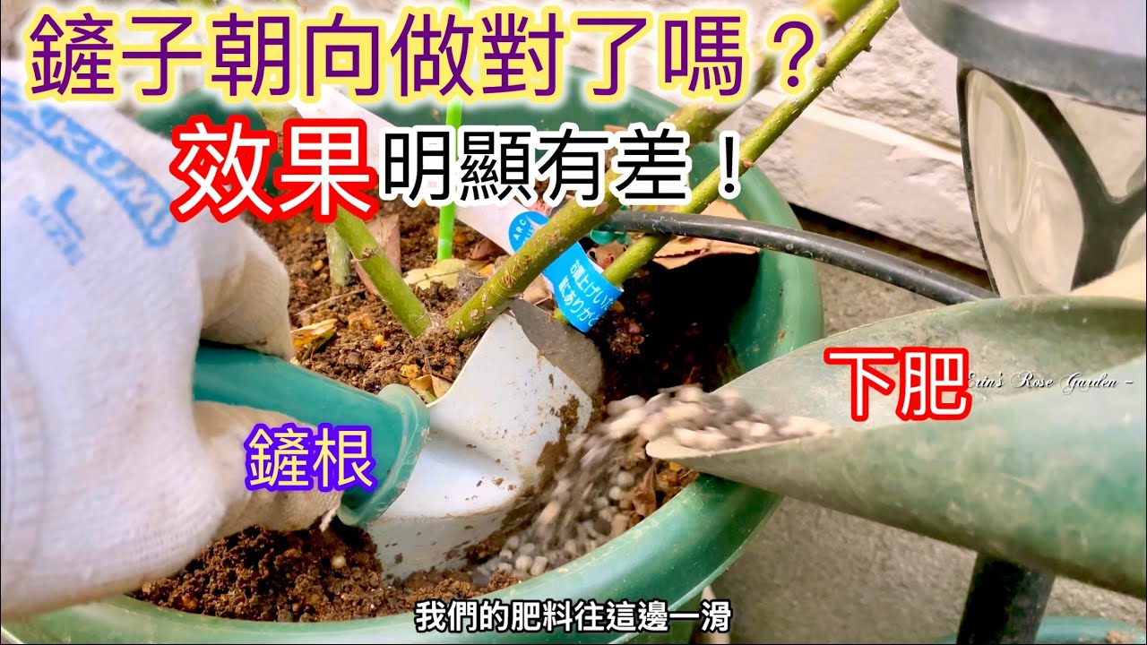 【技巧手法】玫瑰鏟根下肥時的鏟子朝向不同效果也會大不同！為何呢？看了就知道～#Erin玫瑰花園