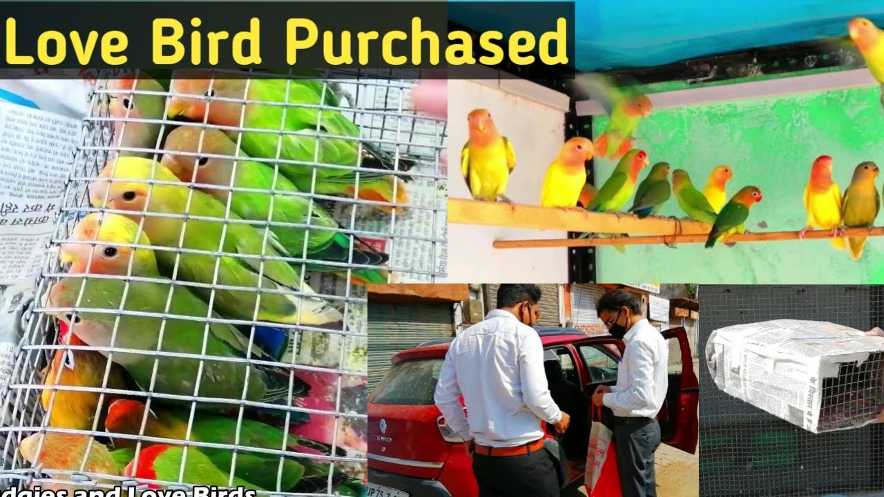 Love Bird Purchased Release in Colony | Lockdown Mein Kaise Mangwaye Love Bird Video Zarur Dekhe