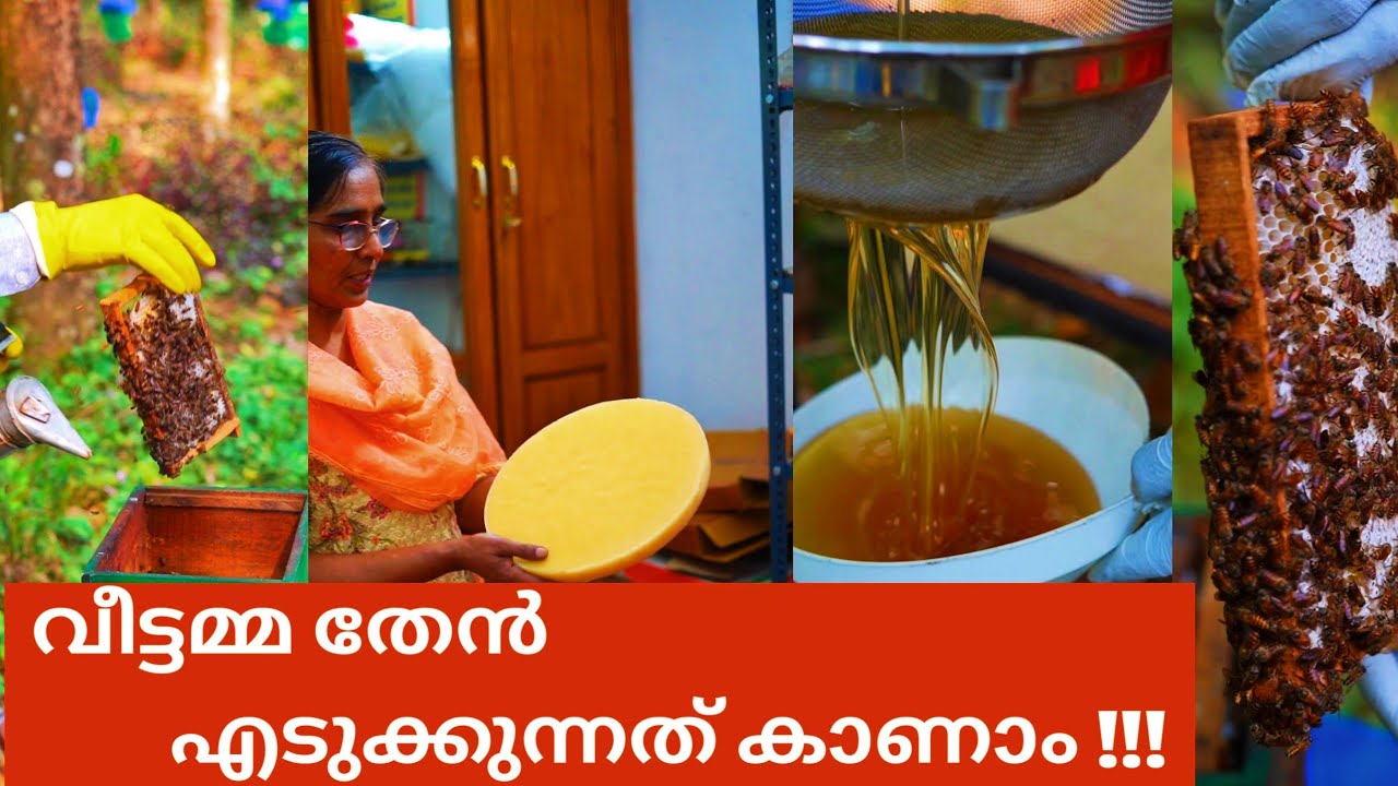 തേൻ എടുക്കുന്നത് കാണാം വീട്ടമ്മ !!