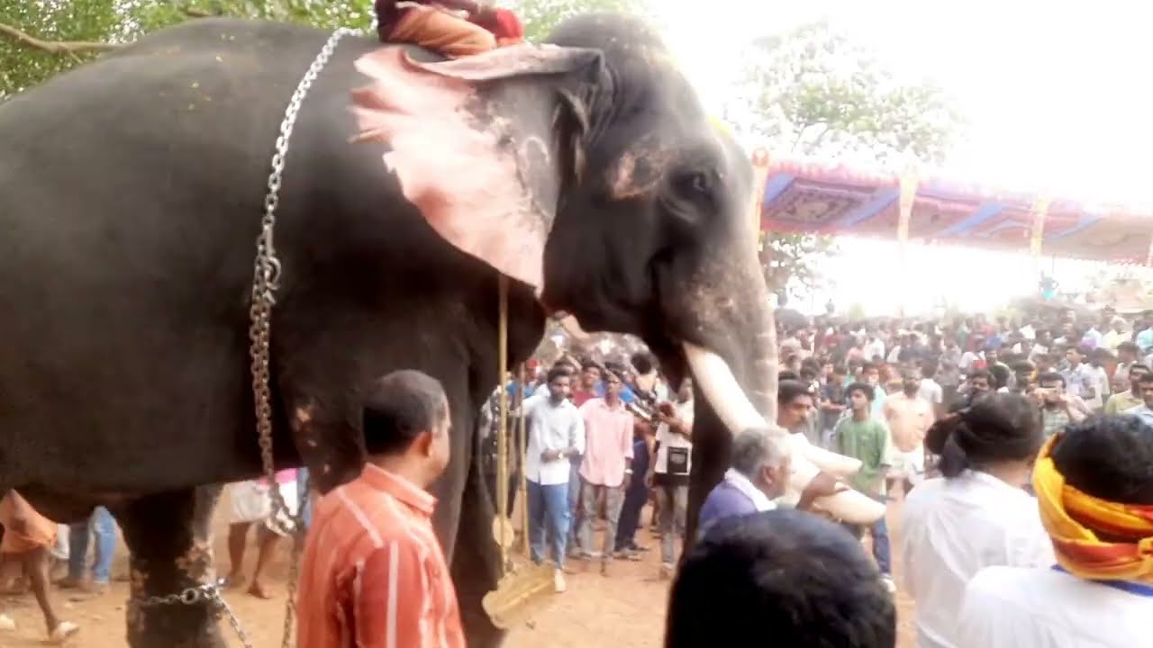 Kerala elephant and fans