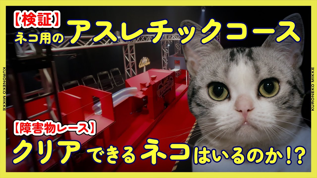 【検証】ネコ用のアスレチックコースを本気で作ったらクリアできるネコはいるのか！？