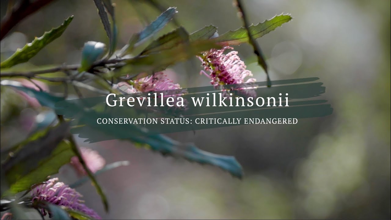 Peculiar Tumut Grevillea