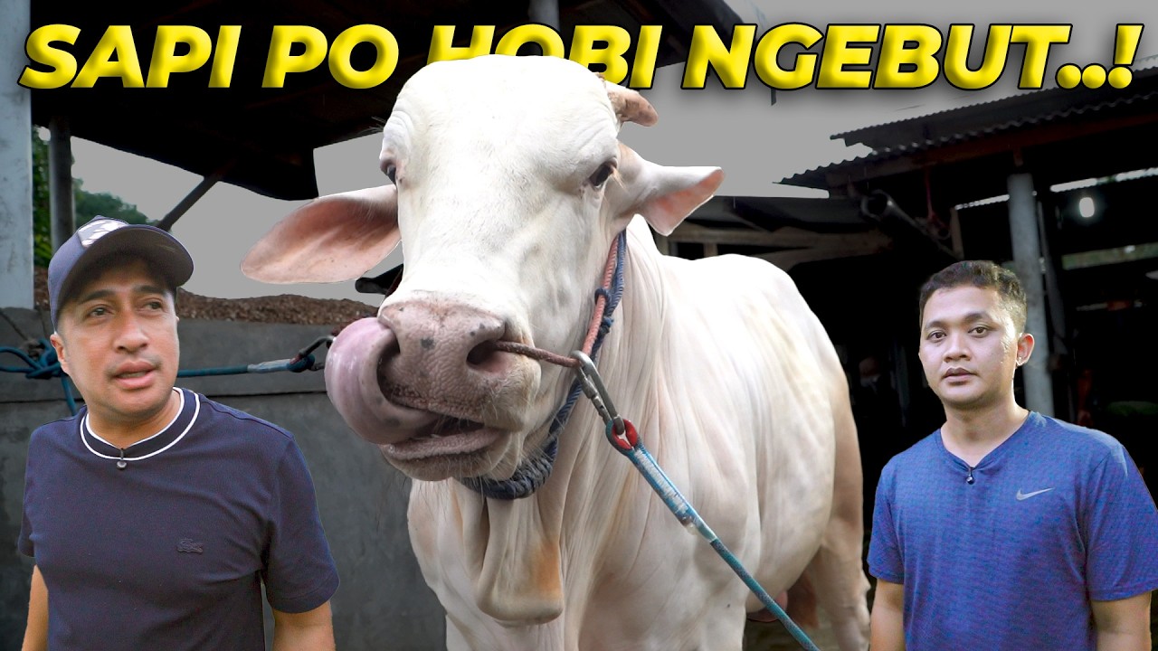 JAUH KE LAMPUNG MENEMUKAN SAPI PO HOBI NGEBUT! #eps6