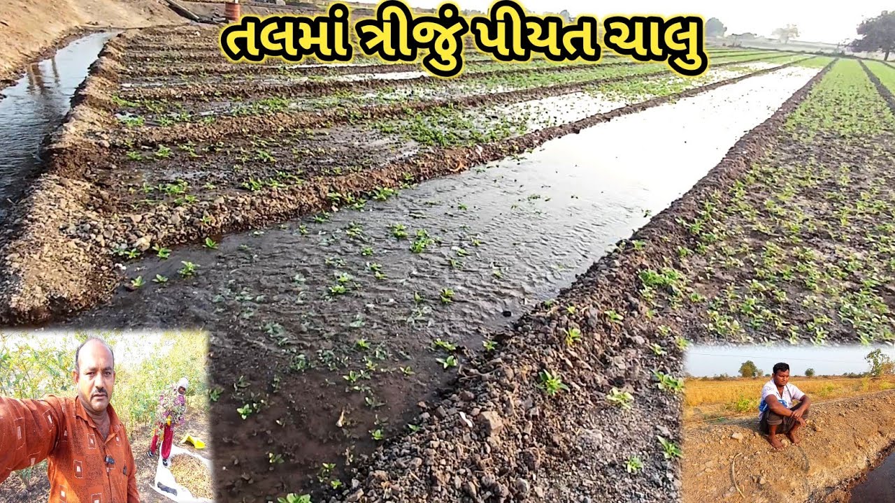🌱🌱 આપણા તલમાં ત્રીજું પિયત ચાલુ  😍 |  Jitesh Sakhreliya Vlogs 