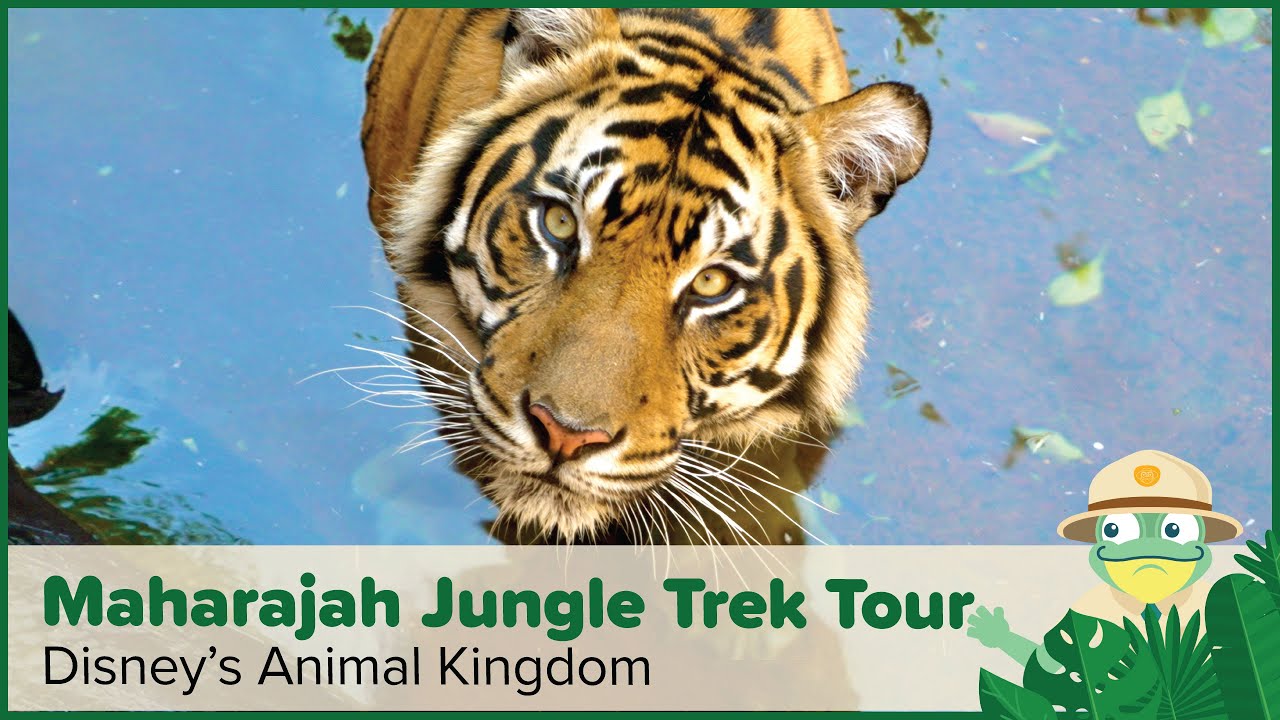 Maharajah Jungle Trek | Disney's Animal Kingdom Theme Park