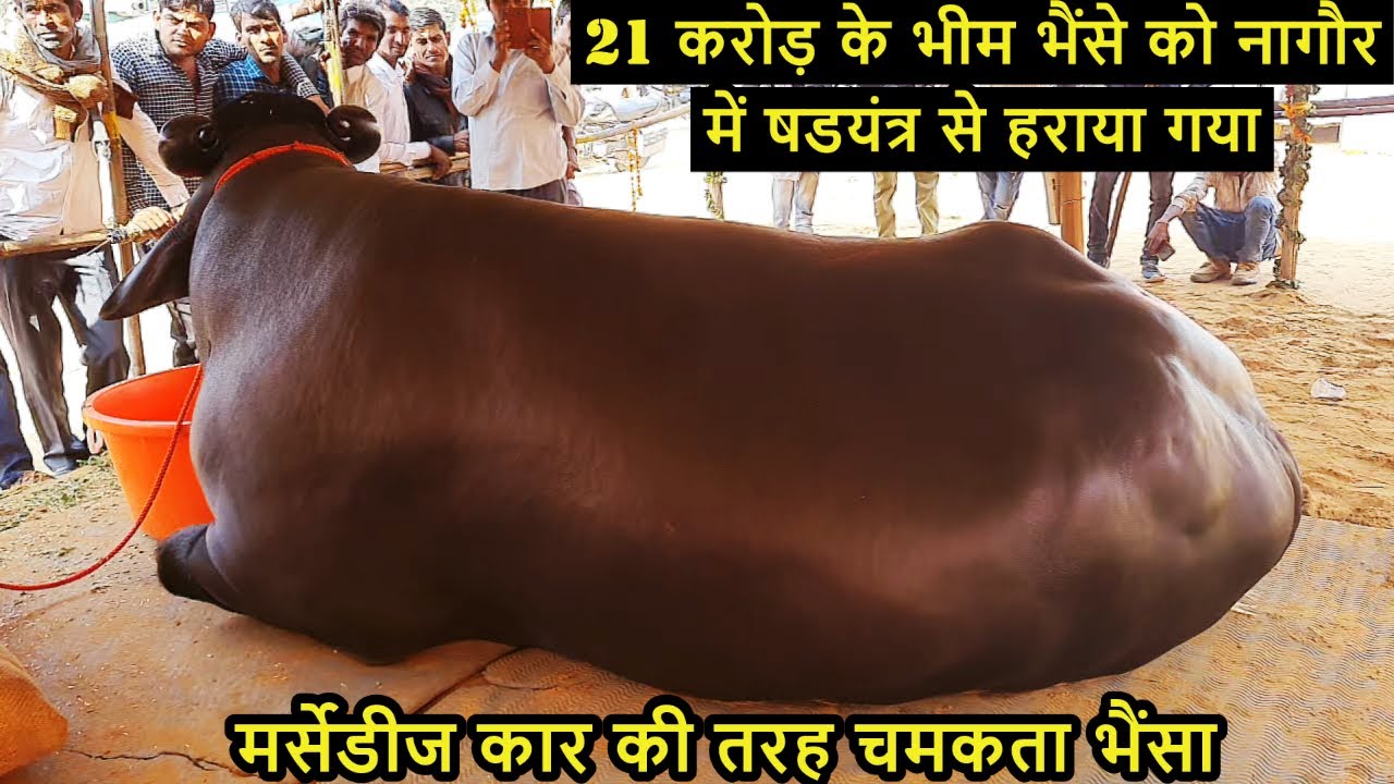 भीम के मालिक ने कहा भैंसों की दुनिया का नरेंद्र मोदी है भीम / इसके जैसा दुनिया में नहीं / Bheem Bull