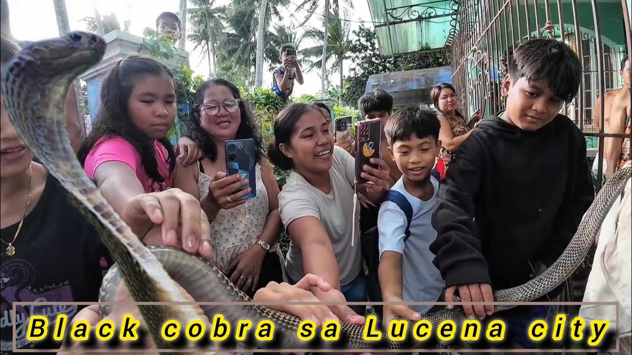 NAKILAMAY PATAY SA KAGAT NG COBRA KUCENA CITY