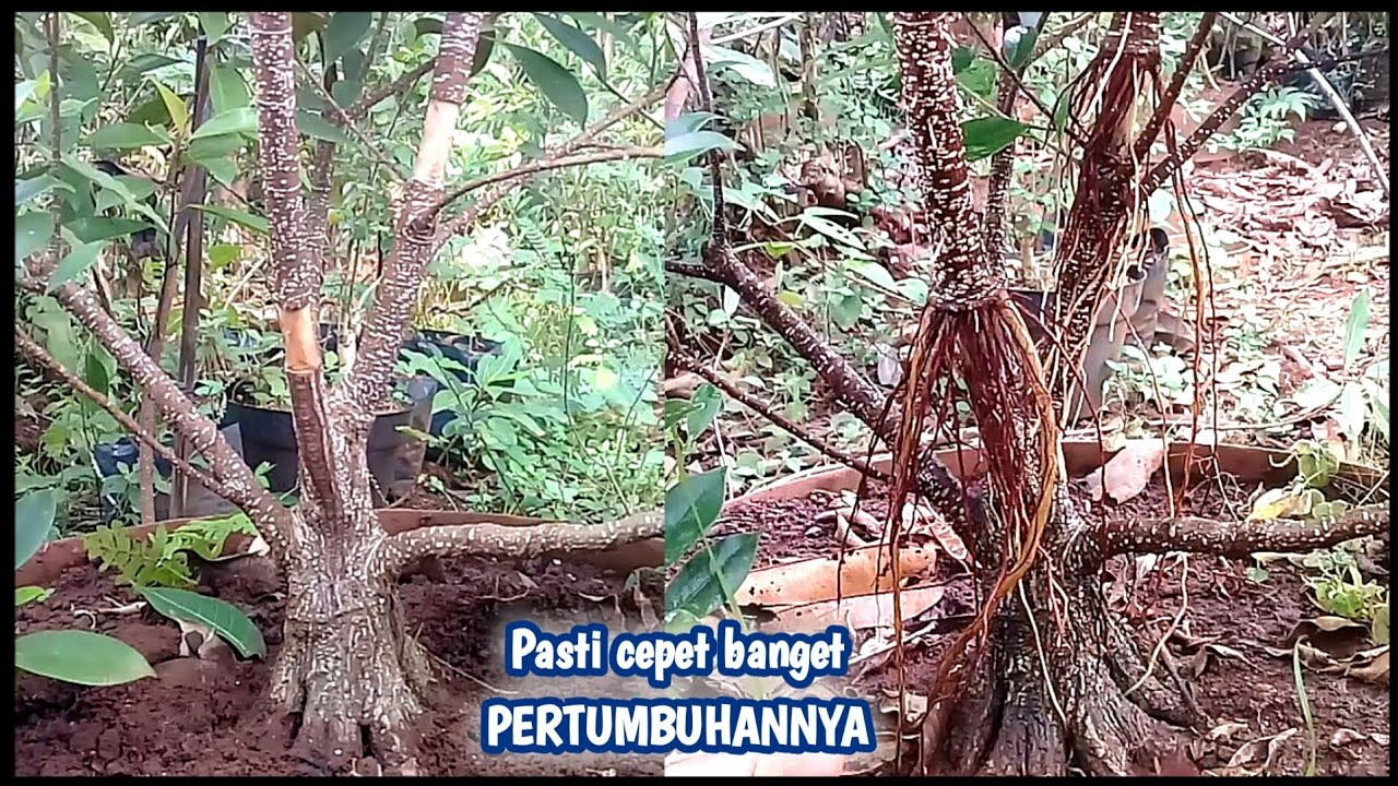 Biarkan akarnya seperti ini dulu!!!  ground bahan bonsai kimeng hasil cangkok angin